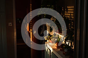 empty house with sun lighiting flowers in cupboards