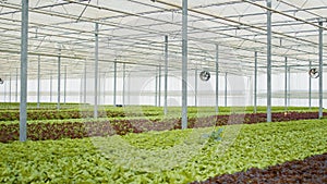 Empty hydroponic enviroment with organic food being grown with no pesticides for delivery to vegan restaurants