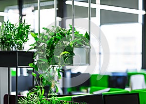 Empty interior of modern coworking office with green plants