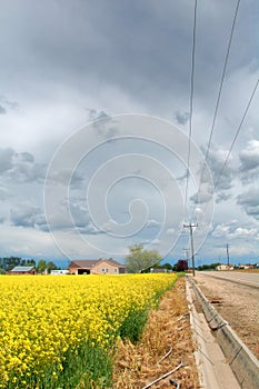 Empty Irrigation Ditch near a Road and a Farm Field of Mustard Plants