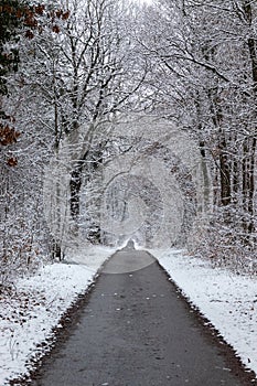 Empty lane in the forest after snow fall. Vertical wintertime landscape and abstract countryside path between the trees