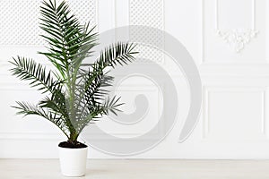 The empty in light tones room with palm plant
