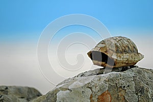 Empty little turtle shell of Testudo hermanni on stone with blue cloudy sky in background