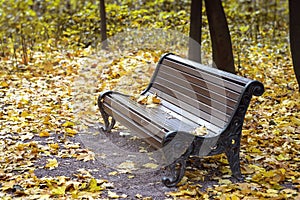 Empty lonely wooden brown bench in the city park, Yellow maple leaves. Autumn, fall season, sad mood, loneliness