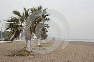 Empty long beach with palms