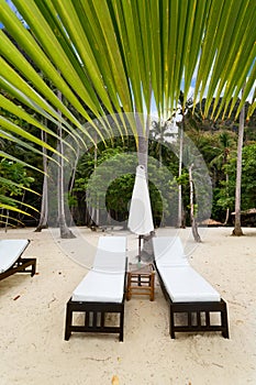 Empty luxury beach beds under a palm tree