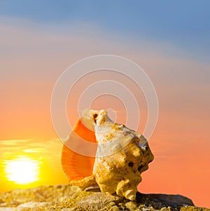 empty marine shell on stone at the sunset