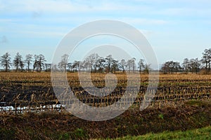 Empty meadows after the mais has been harvested in the autumn