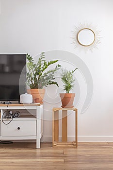 Empty modern scandi interior of living room potted plant furniture decor elements minimalistic home