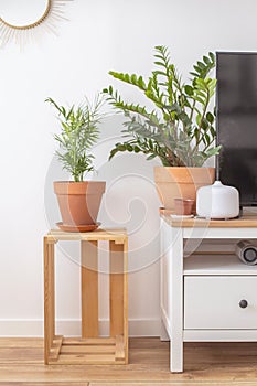 Empty modern scandi interior of living room potted plant furniture decor elements minimalistic home