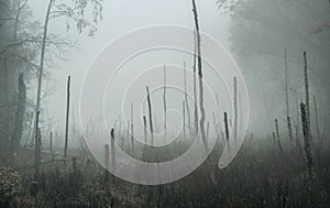 Empty, moody autumn swamp on a foggy morning