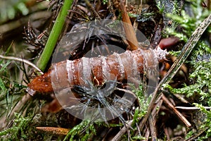 empty moth pupae shell between moss and pine needles