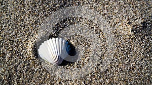 Empty mussel shell at the beach
