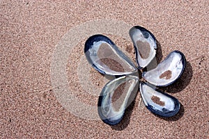 Empty mussel shells on sandy beach