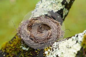 Empty natural small bird nest in tree branch