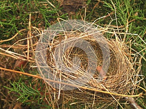 empty nest