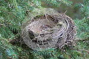 The Empty Nest photo