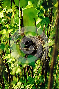 Empty nest bird of branches and twigs in green fresh bush, sp