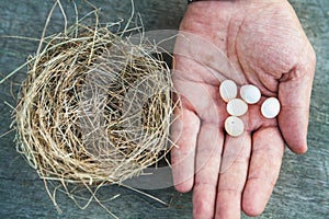 Empty nest and bird eggs on palm