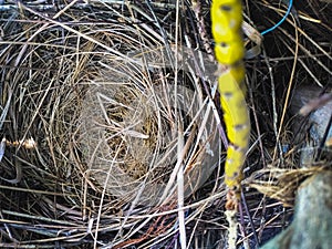 Empty Nest - The bird nest without eggs on tree branch. Empty Nest Stock Image