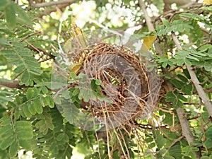 Empty nest of bird on tree nature