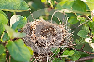 Empty nest on the branch