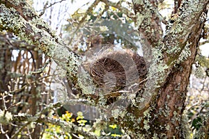 Empty nest on the branch tree garden