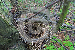 Empty nest among the branches