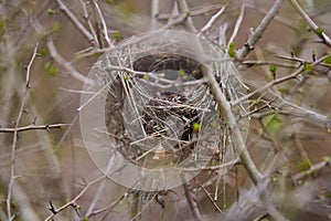 Empty nest in the bushes