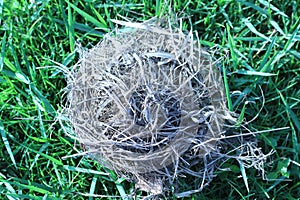 Empty nest that fell on the grass