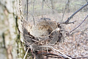 An empty nest of a forest bird without eggs