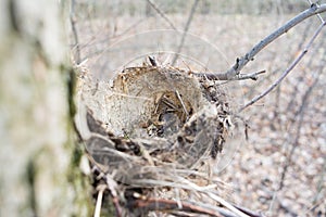 An empty nest of a forest bird without eggs