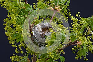 empty nest of a goldfinch