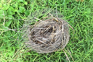 Empty nest on ground blown out of a tree symbolizing the fury of nature and loss of home