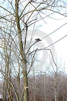 An empty nest looks lonely on a tree in winter