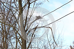 An empty nest looks lonely on a tree in winter