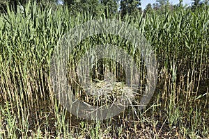 The empty nest of mute swans among the reeds