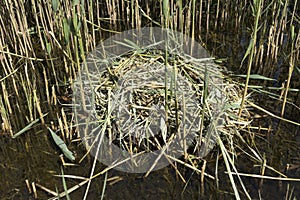 The empty nest of mute swans among the reeds