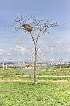 Empty nest over a tall tree.