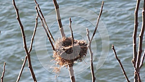 Empty nest on the plant the river