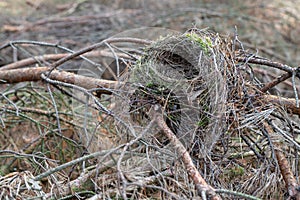 Empty nest of a small bird on the branches of a coniferous tree