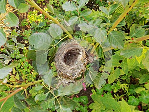 An empty nest of a small bird in the bushes