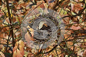 Empty nest of small birds in the forest.