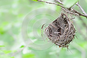 Empty Nest