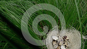 Empty nest in tall grass with a broken shell. view from above
