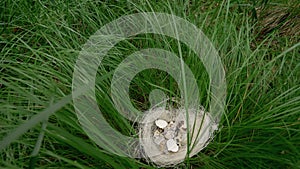 Empty nest in tall grass with a broken shell. view from above