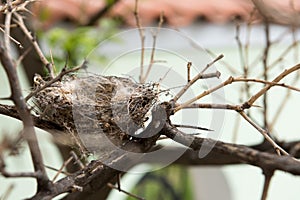 Empty nest in tree