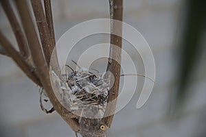 Empty nest on tree partially in focus.