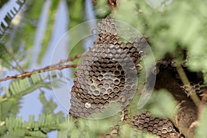 An empty nest of a yellow predatory wasp hanging on a tree branch