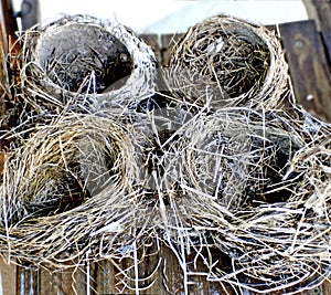 Empty Nests